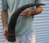 26 inch Semi polished buffalo horn - You are buying the horn pictured for $35