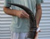 25 inch Semi polished buffalo horn - You are buying the horn pictured for $35