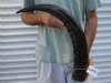 29-1/2 inch Semi polished buffalo horn - You are buying the horn pictured for $35