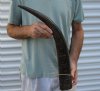 25 inch Semi polished buffalo horn - You are buying the horn pictured for $35