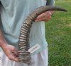 21-1/2 inch Raw water buffalo horn with rough/chipped base - You are buying the horn pictured for $21
