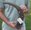 21 inch Raw water buffalo horn with rough/chipped base - You are buying the horn pictured for $21