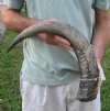 24-1/2 inch Raw water buffalo horn with rough/chipped base - You are buying the horn pictured for $28