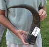 23 inch Raw water buffalo horn with rough/chipped base - You are buying the horn pictured for $21