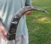 25 inch Raw water buffalo horn with rough/chipped base - You are buying the horn pictured for $28