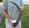 26 inch Raw water buffalo horn with rough/chipped base - You are buying the horn pictured for $28