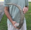 27 inch Raw water buffalo horn with rough/chipped base - You are buying the horn pictured for $28