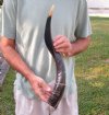 Polished Kudu horn for sale measuring 22 inches, for making a shofar.  You are buying the horn in the photos for $43