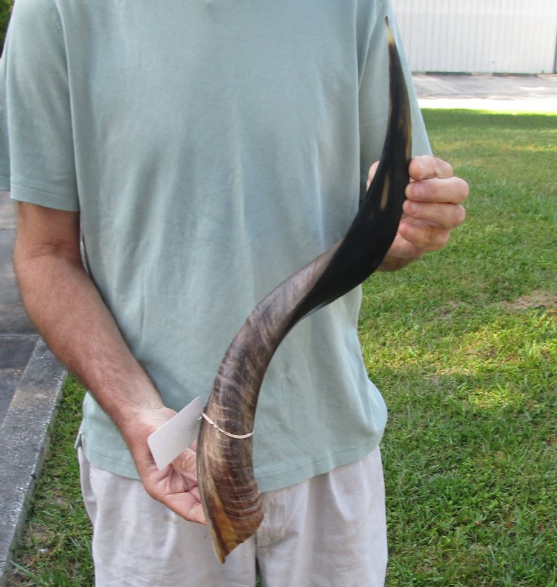 Polished Kudu horn for sale