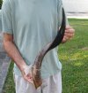 Polished Kudu horn for sale measuring 25 inches, for making a shofar.  You are buying the horn in the photos for $53