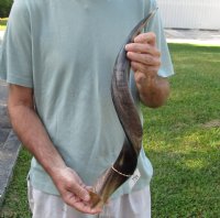 Polished Kudu horn for sale measuring 25 inches, for making a shofar for $53
