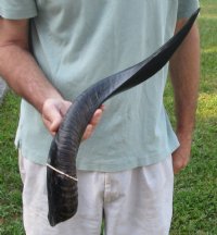 Polished Kudu horn for sale measuring 22-1/2 inches, for making a shofar.  You are buying the horn in the photos for $43
