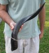 Polished Kudu horn for sale measuring 22-1/2 inches, for making a shofar.  You are buying the horn in the photos for $43