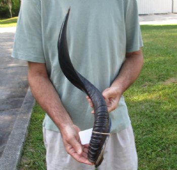 Polished Kudu horn for sale measuring 25-1/2 inches, for making a shofar for $53