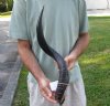 Polished Kudu horn for sale measuring 25-1/2 inches, for making a shofar.  You are buying the horn in the photos for $53