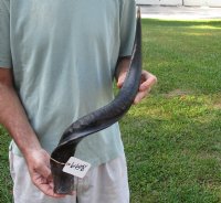 Polished Kudu horn for sale measuring 25-1/2 inches, for making a shofar for $53