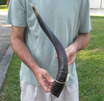 Polished Kudu horn for sale measuring 22-1/2 inches, for making a shofar for $43