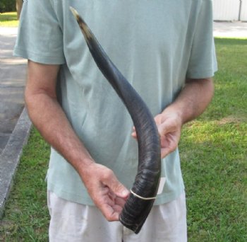 Polished Kudu horn for sale measuring 22-1/2 inches, for making a shofar for $30