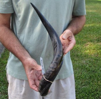 Polished Kudu horn for sale measuring 20 inches, for making a shofar for $30