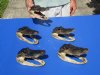 Five piece lot of 7 to 8 inch long Alligator Heads from 4 foot real Gators (You are buying the ones shown) for $55.00