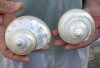 Two Pearlized Turban Shells measuring 4 inches (You are buying the two shells pictured) for $18/lot