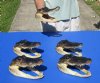 Five piece lot of 8 to 9 inch long Alligator Heads from 5 foot real Gators (You are buying the ones shown) for $65.00