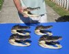Five piece lot of 8 to 9 inch long Alligator Heads from 5 foot real Gators (You are buying the ones shown) for $65.00