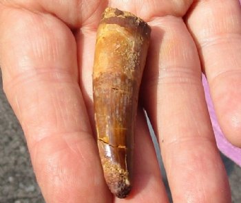 Fossil Spinosaurus (Dinosaur) Tooth for sale measuring 2 inches long for $45.00
