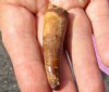Fossil Spinosaurus (Dinosaur) Tooth for sale measuring 2 inches long - You will receive the one pictured for $45.00