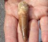 Fossil Spinosaurus (Dinosaur) Tooth for sale measuring 2-3/4 inches long - You will receive the one pictured for $45.00