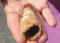 Fossil Triceratops (Dinosaur) Tooth for sale in case $32
