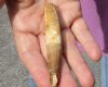 Fossil Spinosaurus (Dinosaur) Tooth for sale measuring 3-1/4 inches long - You will receive the one pictured for $45.00