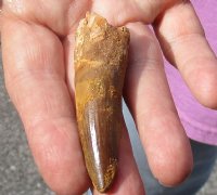 Fossil Spinosaurus (Dinosaur) Tooth for sale measuring 2-1/2 inches long - You will receive the one pictured for $45.00