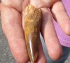 Fossil Spinosaurus (Dinosaur) Tooth for sale measuring 2-1/2 inches long - You will receive the one pictured for $45.00