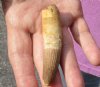 Fossil Spinosaurus (Dinosaur) Tooth for sale measuring 3 inches long - You will receive the one pictured for $45.00