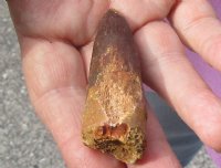 Fossil Spinosaurus (Dinosaur) Tooth for sale measuring 2-1/2 inches long for $45.00