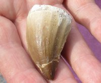 Fossil Mosasaur (Marine Reptile)Tooth for sale measuring 1-1/2 inches long - You will receive the one pictured for $17.00