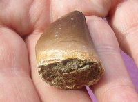 Fossil Mosasaur (Marine Reptile)Tooth for sale measuring 1-1/4 inches long for $17.00