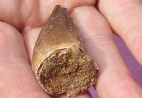 Fossil Mosasaur (Marine Reptile)Tooth for sale measuring 1-1/2 inches long - You will receive the one pictured for $17.00