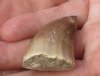Fossil Mosasaur (Marine Reptile)Tooth for sale measuring 1 inches long - You will receive the one pictured for $17.00