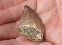 Fossil Mosasaur (Marine Reptile)Tooth for sale measuring 1 inches long for $17.00