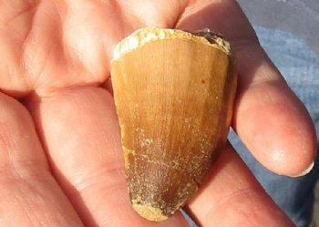 Fossil Mosasaur (Marine Reptile)Tooth for sale measuring 1-1/2 inches long for $17.00