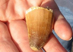 Fossil Mosasaur (Marine Reptile)Tooth for sale measuring 1-1/2 inches long for $17.00