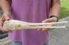 A-Grade 14 inch by 3 inch longnose gar skull (Lepisosteus osseus).  You are buying the skull pictured for $105