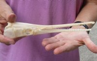 A-Grade 9 inch by 1-3/4 inch longnose gar skull (Lepisosteus osseus).  You are buying the skull pictured for $70