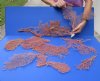 10 piece lot of Dried Red Sea Fans Coral Pieces measuring 8 to 21 inches long (You will receive the sea fans pictured) for $30.00/lot
