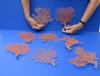 8 "Small" Dried Red Sea Fans Coral 6 to 7 inches long (You will receive the fans pictured) for $45.00/lot