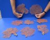 8 "Small" Dried Red Sea Fans Coral 6 to 8 inches long (You will receive the fans pictured) for $45.00/lot