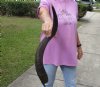 Kudu horn for sale measuring 26 inches, for making a shofar.  You are buying the horn in the photos for $44.00