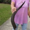 Kudu horn for sale measuring 23 inches, for making a shofar.  You are buying the horn in the photos for $37.00